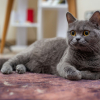 Illustration : Les chats purgent leurs boules de poils naturellement sans danger, vrai ou faux ?