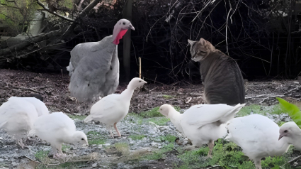 Illustration : Un chat de ferme fascine les dindes et les poules qui le suivent partout comme leur leader (vid&eacute;o)