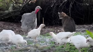 Illustration : Un chat de ferme fascine les dindes et les poules qui le suivent partout comme leur leader (vidéo)