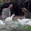 Illustration : Un chat de ferme fascine les dindes et les poules qui le suivent partout comme leur leader (vid&eacute;o)