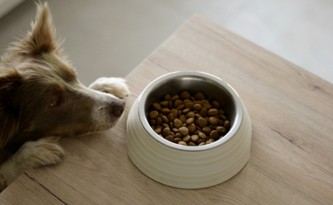 Pourquoi votre chien pousse-t-il sa gamelle avec son museau ?
