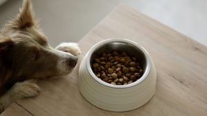 Illustration : "Pourquoi votre chien pousse-t-il sa gamelle avec son museau ?"