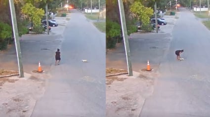 Illustration : Un petit chien errant en qu&ecirc;te de nourriture est victime de coups de pied et jet&eacute; sur le bitume, la police arr&ecirc;te sa tortionnaire