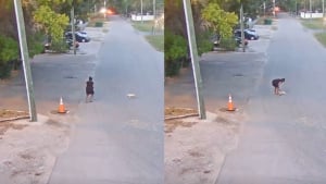 Illustration : Un petit chien errant en qu&ecirc;te de nourriture est victime de coups de pied et jet&eacute; sur le bitume, la police arr&ecirc;te sa tortionnaire