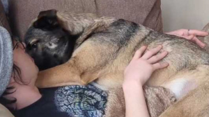 Illustration : Ce chien de 34 kilogrammes se prend pour un bébé lorsqu’il se blottit sur le canapé tout contre son propriétaire