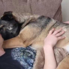 Illustration : Ce chien de 34 kilogrammes se prend pour un b&eacute;b&eacute; lorsqu&rsquo;il se blottit sur le canap&eacute; tout contre son propri&eacute;taire