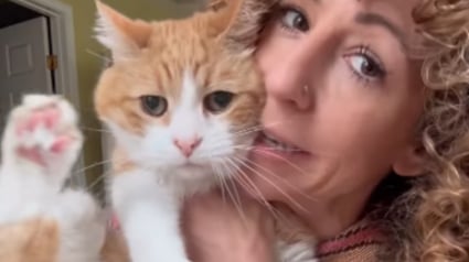 Illustration : Adopt&eacute; par erreur lors d&rsquo;une f&ecirc;te, ce chat est retrouv&eacute; par sa vraie famille &agrave; des milliers de kilom&egrave;tres