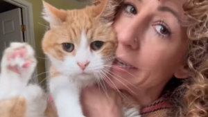 Illustration : Adopté par erreur lors d’une fête, ce chat est retrouvé par sa vraie famille à des milliers de kilomètres