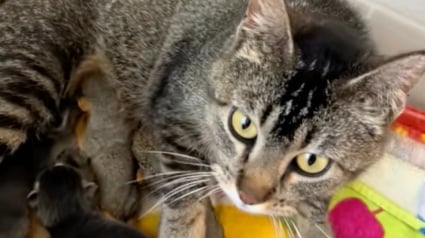 Illustration : Apr&egrave;s la perte de ses chatons, une chatte accepte de devenir la m&egrave;re adoptive de 2 &eacute;cureuils orphelins (vid&eacute;o)