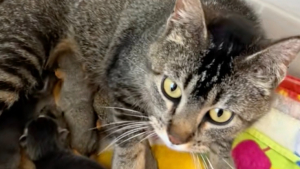 Illustration : Après la perte de ses chatons, une chatte accepte de devenir la mère adoptive de 2 écureuils orphelins (vidéo)