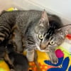 Illustration : Apr&egrave;s la perte de ses chatons, une chatte accepte de devenir la m&egrave;re adoptive de 2 &eacute;cureuils orphelins (vid&eacute;o)