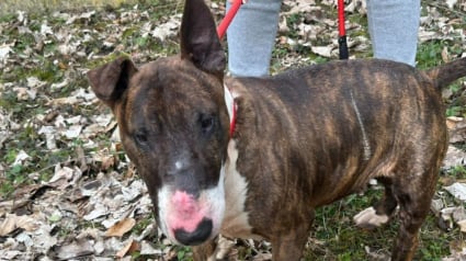 Illustration : &laquo; Shorri conviendrait parfaitement &agrave; une personne ou une famille dynamique &raquo;, ce Bull Terrier plein de qualit&eacute;s cherche des adoptants aimants
