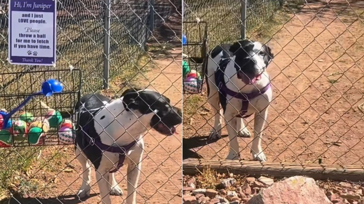 Illustration : "Une livreuse solitaire émue par un Pitbull qui l’invite à jouer à la balle et transforme une livraison en moment inoubliable (vidéo)"