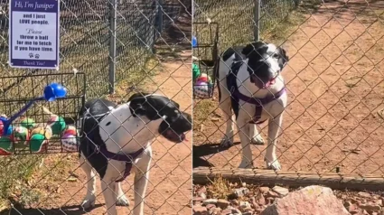 Illustration : Une livreuse solitaire &eacute;mue par un Pitbull qui l&rsquo;invite &agrave; jouer &agrave; la balle et transforme une livraison en moment inoubliable (vid&eacute;o)