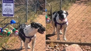 Illustration : Une livreuse solitaire émue par un Pitbull qui l’invite à jouer à la balle et transforme une livraison en moment inoubliable (vidéo)