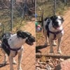Illustration : Une livreuse solitaire &eacute;mue par un Pitbull qui l&rsquo;invite &agrave; jouer &agrave; la balle et transforme une livraison en moment inoubliable (vid&eacute;o)