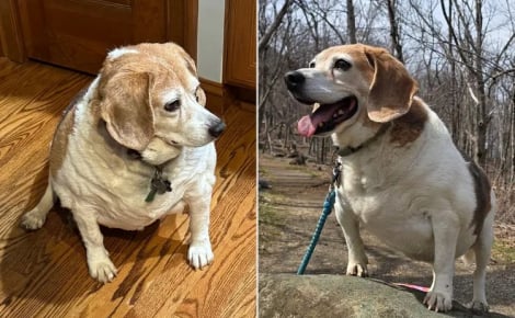 Suralimenté par sa maîtresse atteinte de démence, un Beagle obèse perd 9 kg grâce au soutien de sa petite-fille (vidéo)