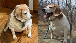 Illustration : Suralimenté par sa maîtresse atteinte de démence, un Beagle obèse perd 9 kg grâce au soutien de sa petite-fille (vidéo)