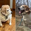 Illustration : Suraliment&eacute; par sa ma&icirc;tresse atteinte de d&eacute;mence, un Beagle ob&egrave;se perd 9 kg gr&acirc;ce au soutien de sa petite-fille (vid&eacute;o)