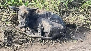 Illustration : Un chien effray&eacute;, affam&eacute; et sans poils se transforme en Berger Allemand gr&acirc;ce &agrave; la bienveillance d&rsquo;une b&eacute;n&eacute;vole