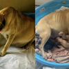 Illustration : Sauv&eacute;e de l&rsquo;euthanasie, une chienne met au monde 9 chiots quelques heures apr&egrave;s son arriv&eacute;e en famille d&rsquo;accueil