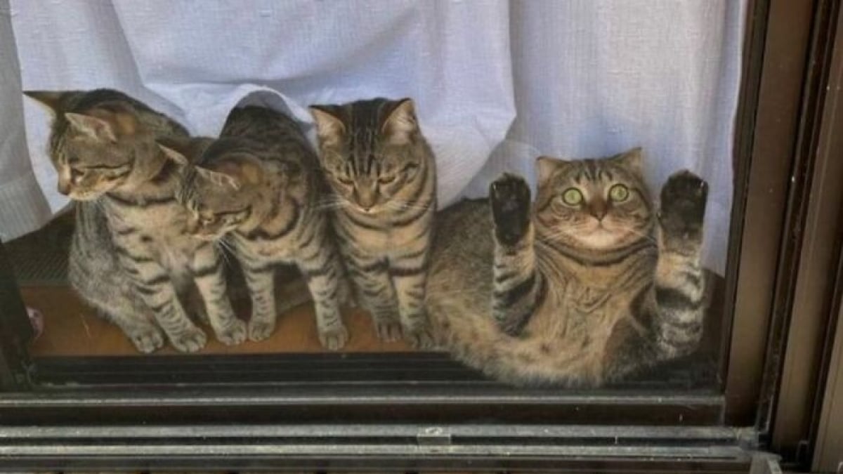 Illustration : "15 photos de chats dans des positions étranges ou improbables"
