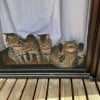 Illustration : 15 photos de chats dans des positions &eacute;tranges ou improbables