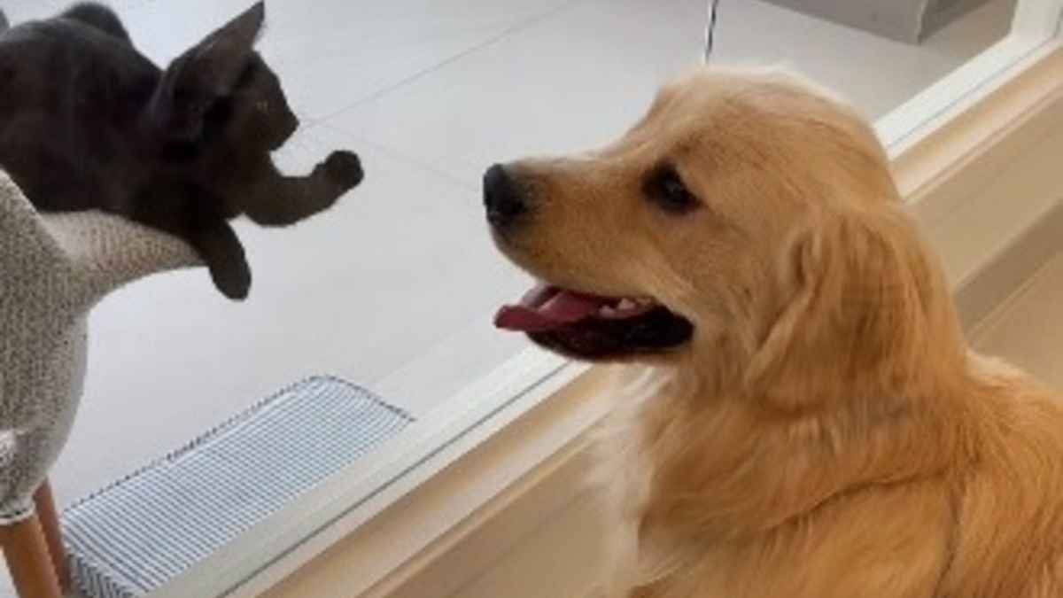 Illustration : "Ce Golden Retriever réalise son rêve en rencontrant les chats du refuge qu’il observe chaque jour par la fenêtre (vidéo)"