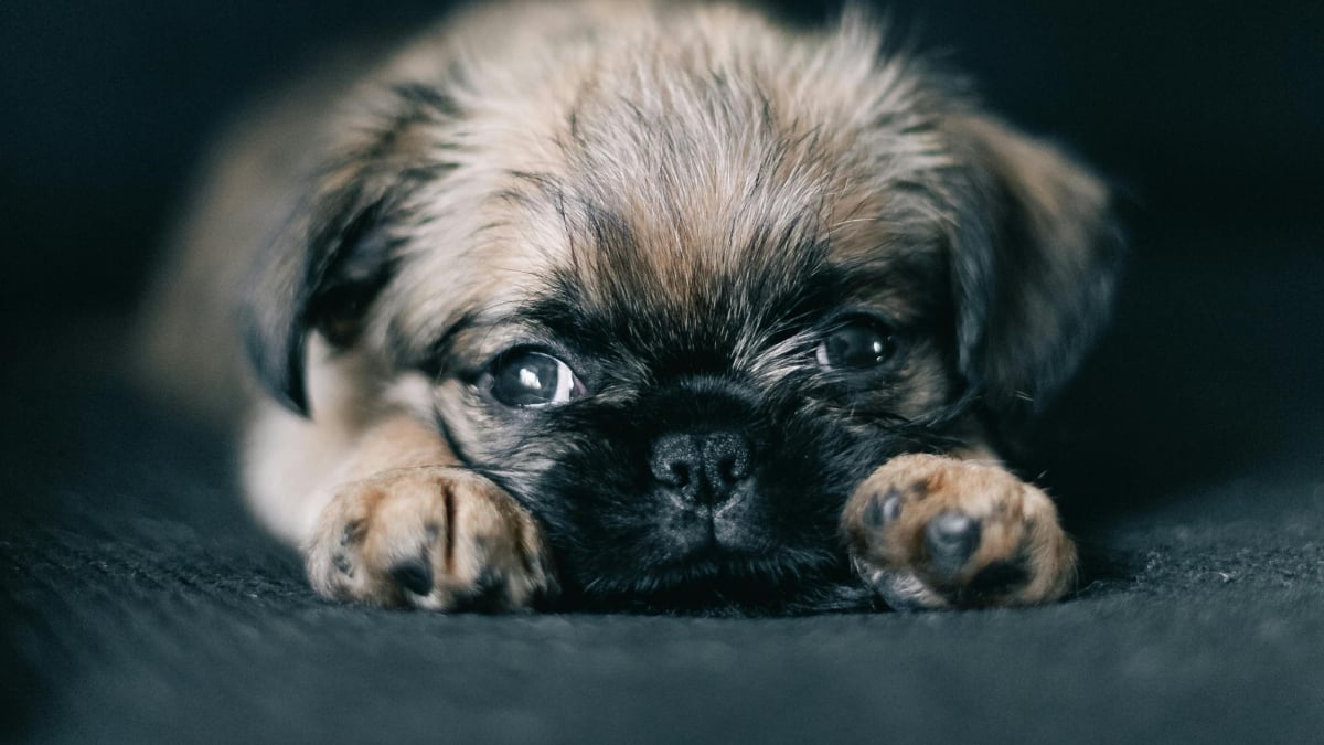 Illustration : "8 races de chiens qui gardent leur charme de chiot toute leur vie"