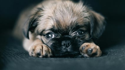 Illustration : 8 races de chiens qui gardent leur charme de chiot toute leur vie