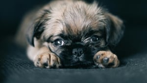 Illustration : 8 races de chiens qui gardent leur charme de chiot toute leur vie