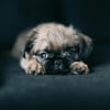 Illustration : 8 races de chiens qui gardent leur charme de chiot toute leur vie