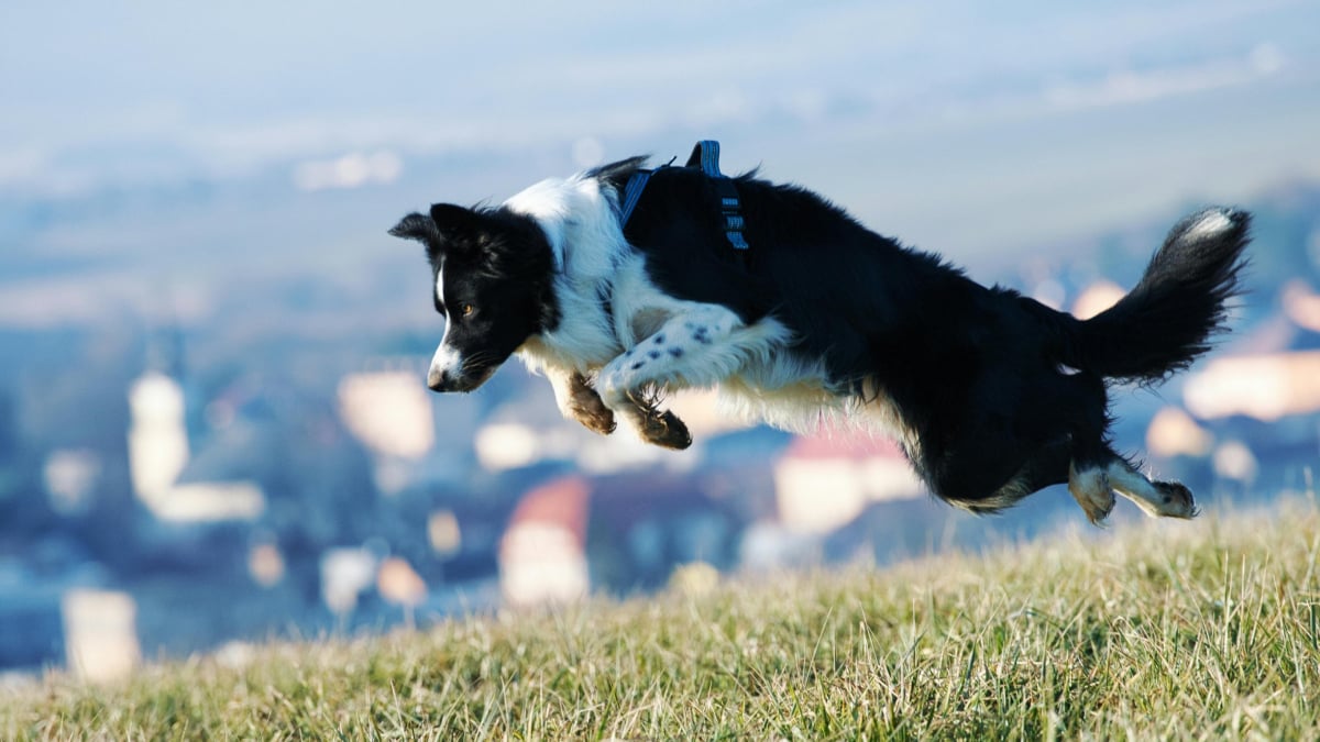 Illustration : "8 races de chiens endurants sur les longues randonnées"
