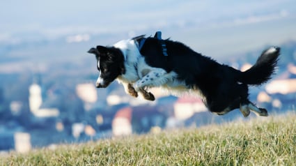 Illustration : 8 races de chiens endurants sur les longues randonn&eacute;es