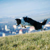 Illustration : 8 races de chiens endurants sur les longues randonn&eacute;es
