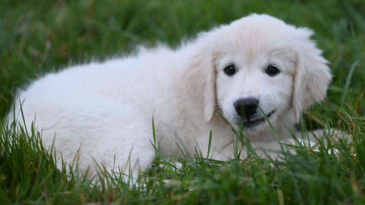 Illustration : "5 raisons qui poussent votre chien à manger de l’herbe"