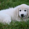Illustration : 5 raisons qui poussent votre chien &agrave; manger de l&rsquo;herbe