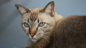 Illustration : 8 races de chats aux yeux bleus captivants