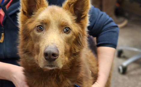Rescapé d’un chenil abandonné où 23 de ses congénères n'ont pas survécu, un chien de traîneau commence une nouvelle vie en famille d’accueil