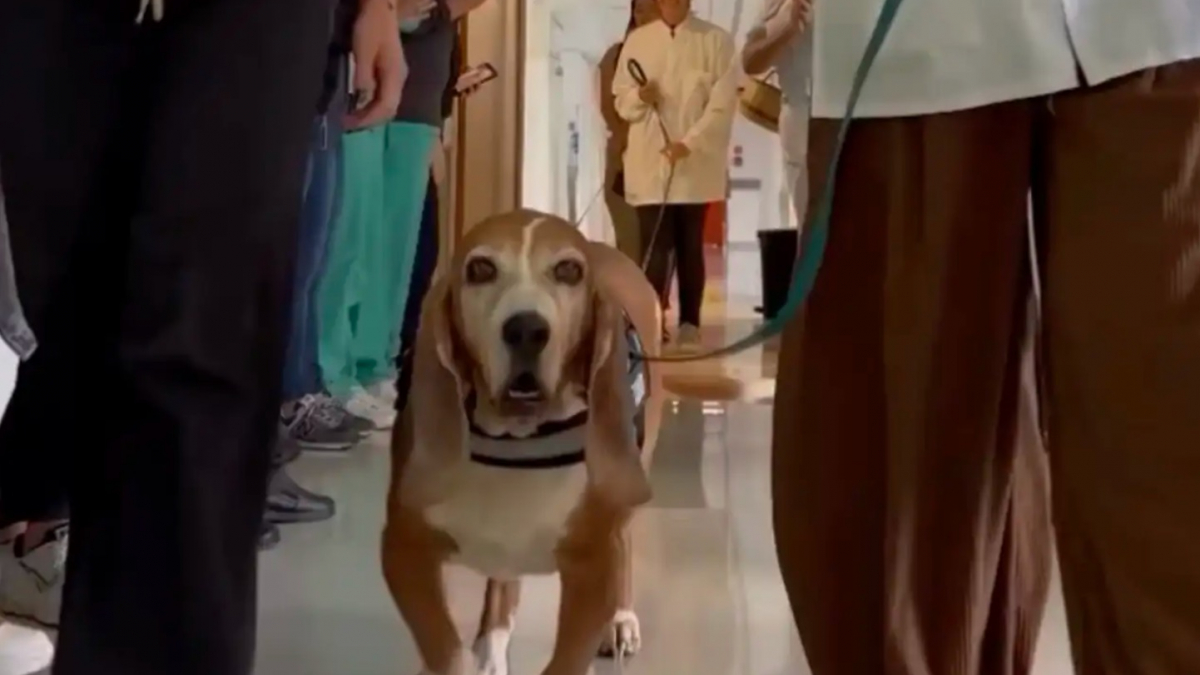 Illustration : "Après 7 années de dévouement à l'hôpital, un chien de soutien émotionnel reçoit une haie d'honneur pour sa retraite (vidéo)"