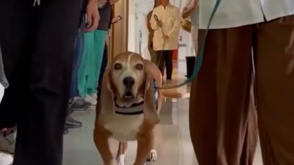 Illustration : Apr&egrave;s 7 ann&eacute;es de d&eacute;vouement &agrave; l'h&ocirc;pital, un chien de soutien &eacute;motionnel re&ccedil;oit une haie d'honneur pour sa retraite (vid&eacute;o)
