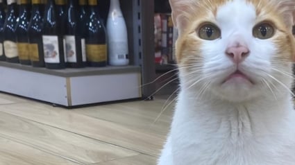 Illustration : Toujours post&eacute; devant un supermarch&eacute;, ce chat malin guide les clients en toute courtoisie vers le rayon de nourriture pour f&eacute;lins (vid&eacute;o)