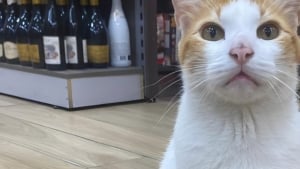 Illustration : Toujours post&eacute; devant un supermarch&eacute;, ce chat malin guide les clients en toute courtoisie vers le rayon de nourriture pour f&eacute;lins (vid&eacute;o)