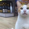 Illustration : Toujours post&eacute; devant un supermarch&eacute;, ce chat malin guide les clients en toute courtoisie vers le rayon de nourriture pour f&eacute;lins (vid&eacute;o)