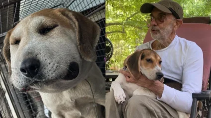 Illustration : &laquo; C&rsquo;est le travail de ma vie maintenant &raquo;, un homme s'investit pour offrir bonheur et s&eacute;r&eacute;nit&eacute; &agrave; une chienne maltrait&eacute;e et son chiot