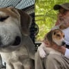 Illustration : &laquo; C&rsquo;est le travail de ma vie maintenant &raquo;, un homme s'investit pour offrir bonheur et s&eacute;r&eacute;nit&eacute; &agrave; une chienne maltrait&eacute;e et son chiot