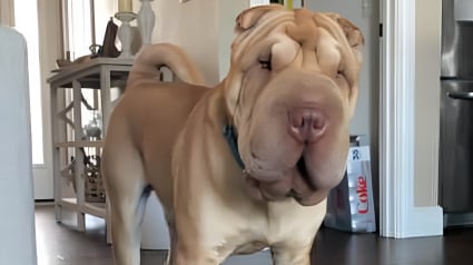 Illustration : La disparition d'un Shar-Pei pendant l'accouchement de sa ma&icirc;tresse mobilise une dizaine de voisins qui le retrouvent au bout de 2 semaines