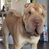 Illustration : La disparition d'un Shar-Pei pendant l'accouchement de sa ma&icirc;tresse mobilise une dizaine de voisins qui le retrouvent au bout de 2 semaines