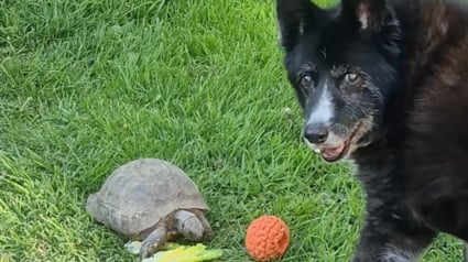 Illustration : Impatient de jouer &agrave; la balle, un Border Collie aboie sur une tortue de 60 ans qui pr&eacute;f&egrave;re manger (vid&eacute;o)