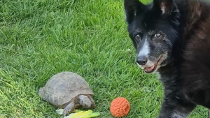 Illustration : Impatient de jouer à la balle, un Border Collie aboie sur une tortue de 60 ans qui préfère manger (vidéo)